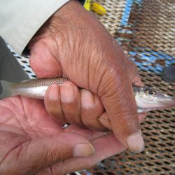 オリジナルメーカー海づり公園(市原市海づり施設) 釣果