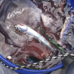 オリジナルメーカー海づり公園(市原市海づり施設) 釣果