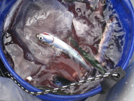 オリジナルメーカー海づり公園(市原市海づり施設) 釣果