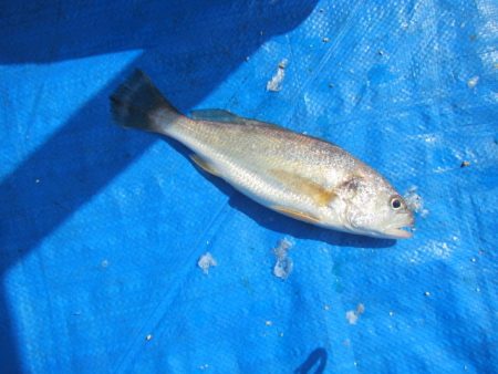 オリジナルメーカー海づり公園(市原市海づり施設) 釣果