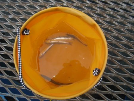 オリジナルメーカー海づり公園(市原市海づり施設) 釣果