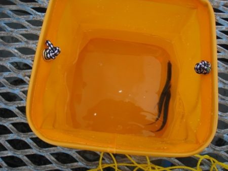 オリジナルメーカー海づり公園(市原市海づり施設) 釣果