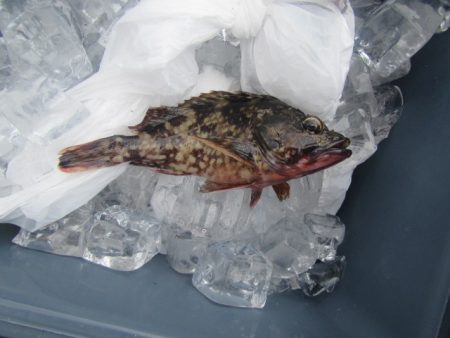 オリジナルメーカー海づり公園(市原市海づり施設) 釣果