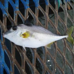 オリジナルメーカー海づり公園(市原市海づり施設) 釣果