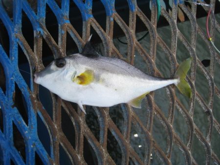 オリジナルメーカー海づり公園(市原市海づり施設) 釣果