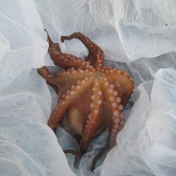 オリジナルメーカー海づり公園(市原市海づり施設) 釣果