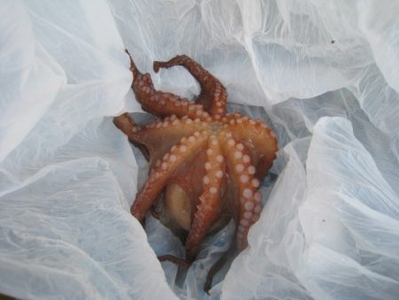 オリジナルメーカー海づり公園(市原市海づり施設) 釣果