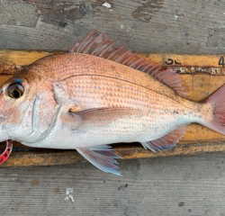 幸吉丸 釣果