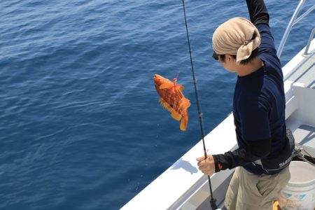 クルーズ 釣果