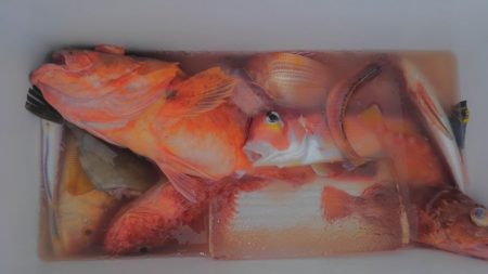 遊漁船 新鋭丸 釣果