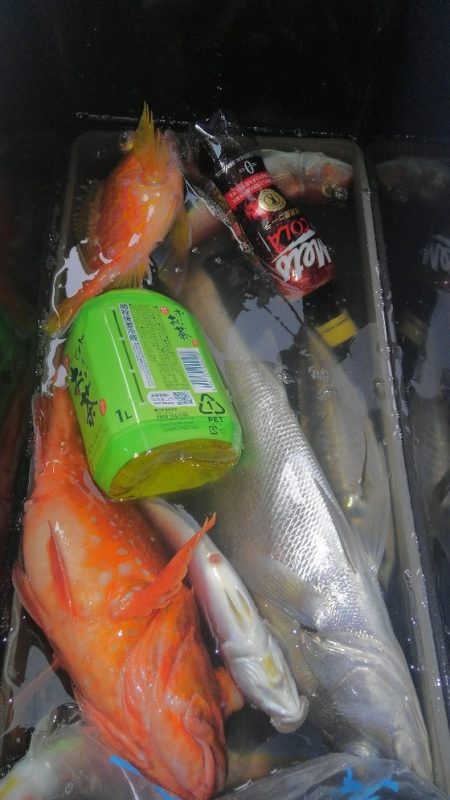 遊漁船 新鋭丸 釣果