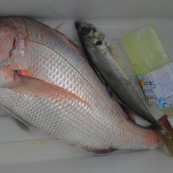 遊漁船 新鋭丸 釣果