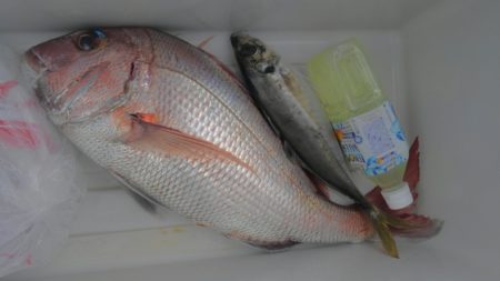 遊漁船 新鋭丸 釣果