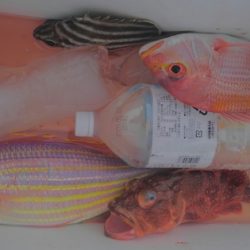 遊漁船 新鋭丸 釣果