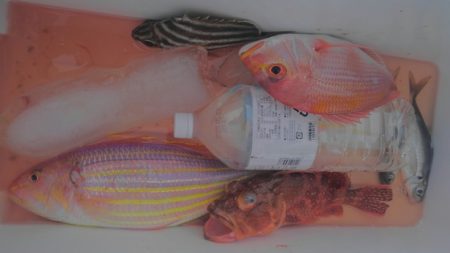 遊漁船 新鋭丸 釣果