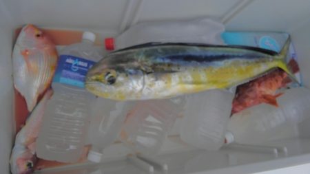 遊漁船 新鋭丸 釣果