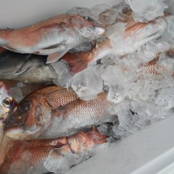 こうゆう丸 釣果