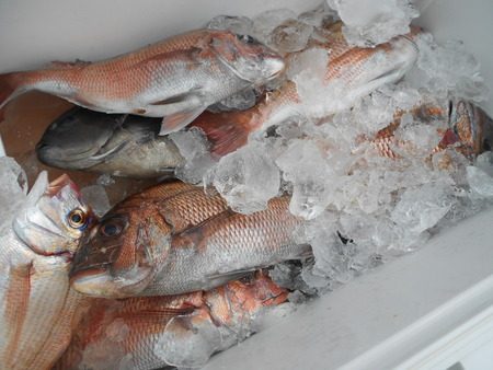 こうゆう丸 釣果