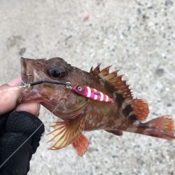 プルプル微波動で誘うライトゲーム！【ルミカ（LUMICA）メタルジャッカーマイクロインプレッション】