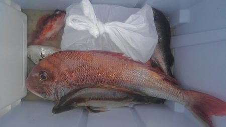 遊漁船 新鋭丸 釣果