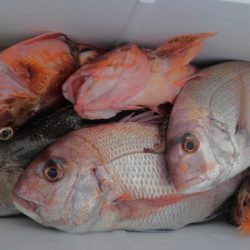 遊漁船 新鋭丸 釣果