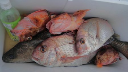 遊漁船 新鋭丸 釣果