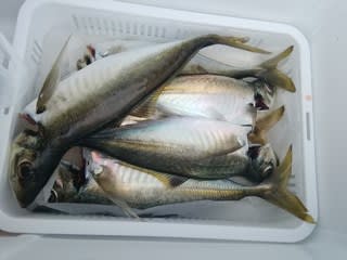 松福丸 釣果