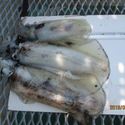 下関フィッシングパーク 釣果