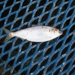 オリジナルメーカー海づり公園(市原市海づり施設) 釣果
