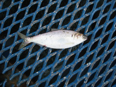 オリジナルメーカー海づり公園(市原市海づり施設) 釣果