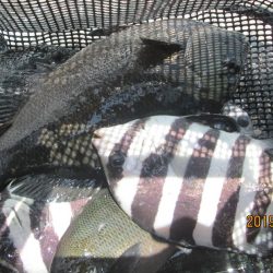 下関フィッシングパーク 釣果