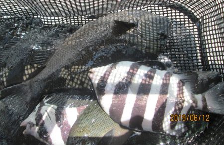 下関フィッシングパーク 釣果