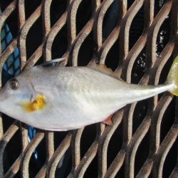 オリジナルメーカー海づり公園(市原市海づり施設) 釣果
