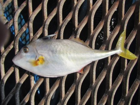 オリジナルメーカー海づり公園(市原市海づり施設) 釣果