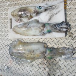 下関フィッシングパーク 釣果