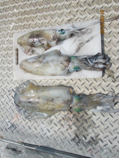 下関フィッシングパーク 釣果