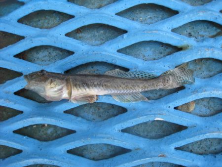 オリジナルメーカー海づり公園(市原市海づり施設) 釣果