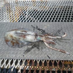 下関フィッシングパーク 釣果