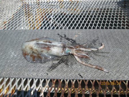 下関フィッシングパーク 釣果