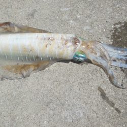 下関フィッシングパーク 釣果