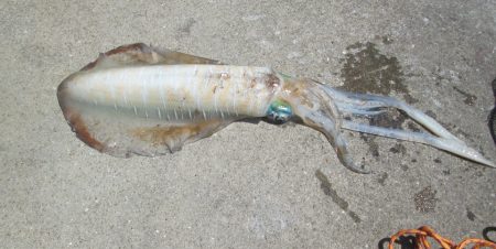 下関フィッシングパーク 釣果