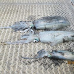 下関フィッシングパーク 釣果