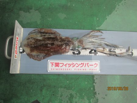 下関フィッシングパーク 釣果