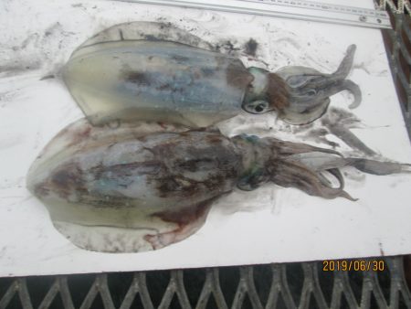 下関フィッシングパーク 釣果