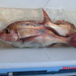 大進丸（新潟） 釣果