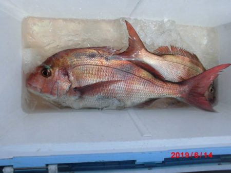 大進丸（新潟） 釣果