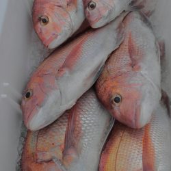 遊漁船 新鋭丸 釣果