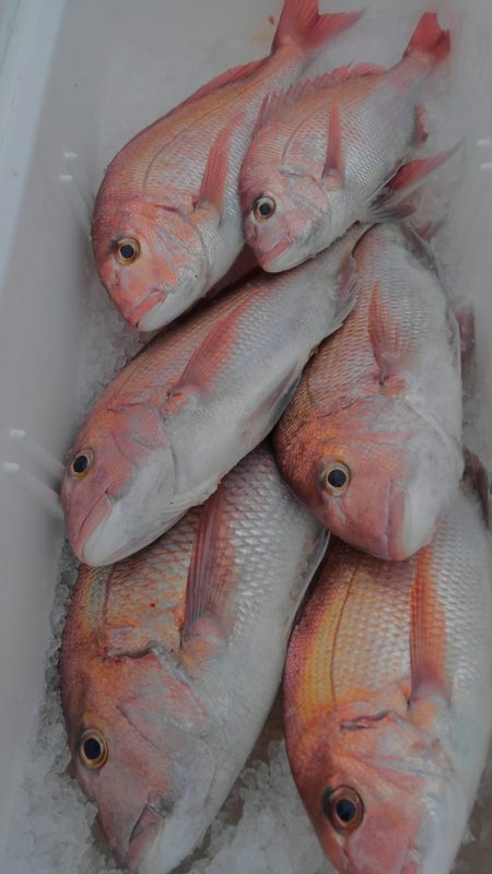 遊漁船 新鋭丸 釣果