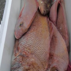 遊漁船 新鋭丸 釣果