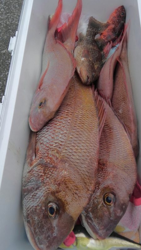 遊漁船 新鋭丸 釣果